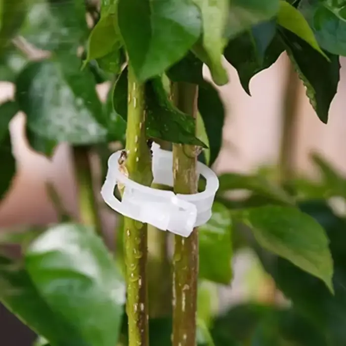Clips de Support de plantes en plastique, outil de fixation de greffage pour légumes, tomates, fourn