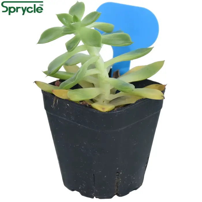 SPRINCLE-Marqueurs de Plantes Colorés en PVC, 50x70mm, Piquets de Jardin, Bonsaï, Succulent, SeFoggi