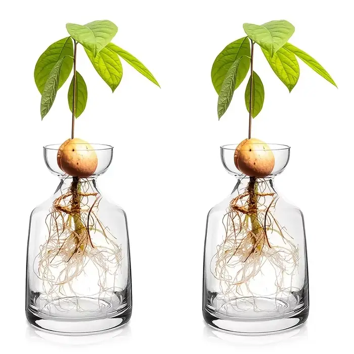 Vase de démarrage de graines d'avocat en deux pièces - Créez votre propre arbre