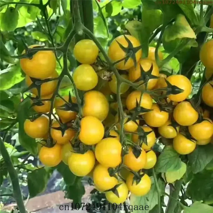 Urée de haute pureté N46% Engrais azoté agricole à action rapide Carbamide