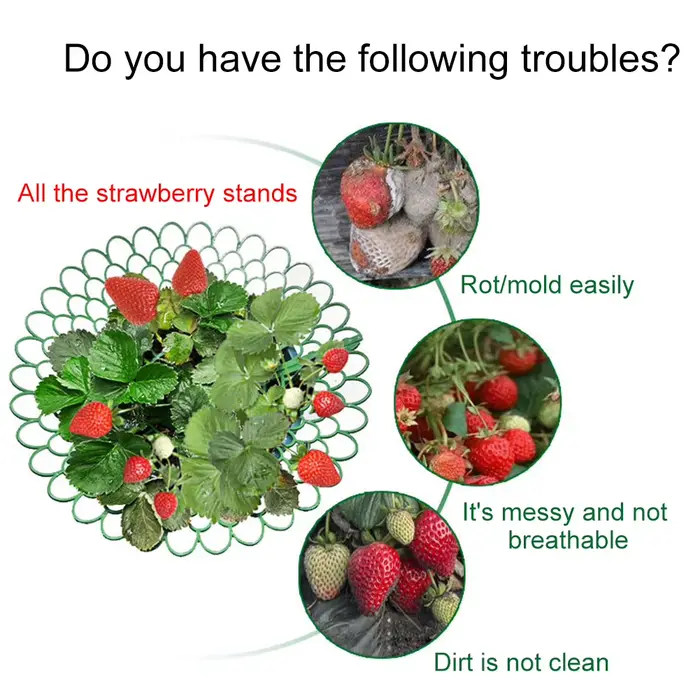 Supports de fraises avec 3 pieds de Support robustes, pour conserver les plantes et les fruits, supp