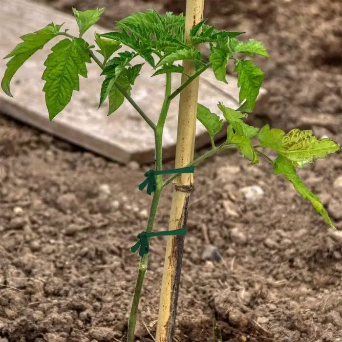 Bande de tissu en corde de jardin verte