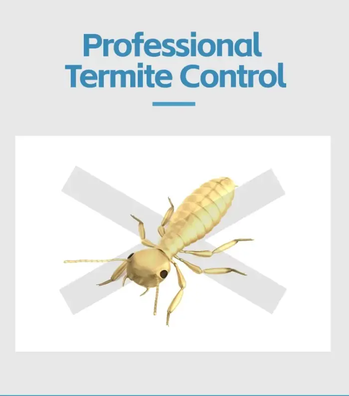 Aijin 10% Bifenthrin SC - Puissant insecticide contre les termites et les insectes - Usage domestique