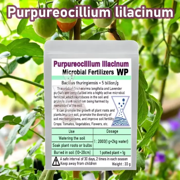 Champignon Biocontrol avancé Purpureocillium lilasine, 30g, pour éradication Nematode, engrais micro