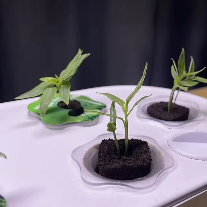 Éponges de croissance des racines de graines, 50 pièces, sans sol, aide à la croissance des semis, b
