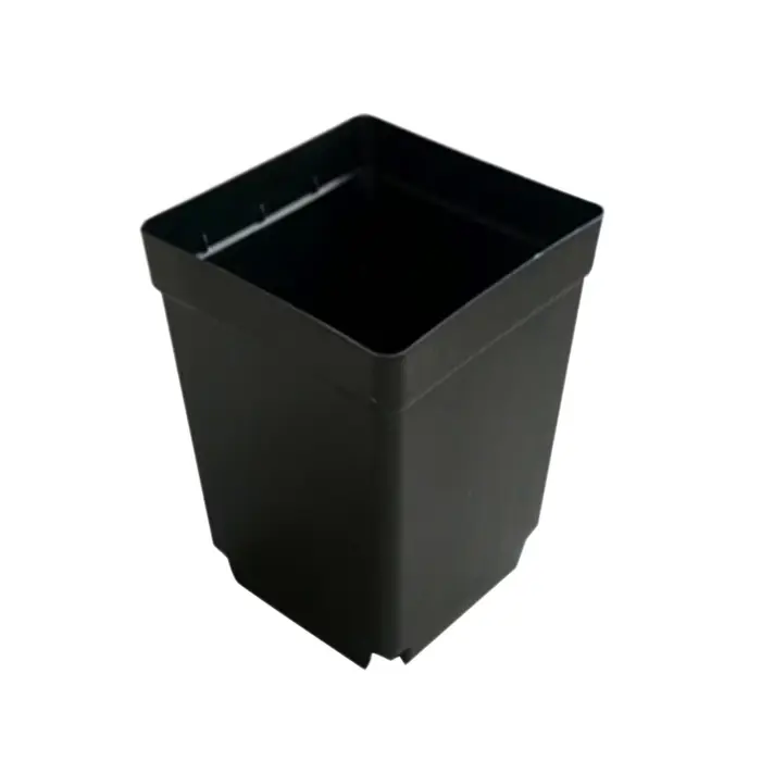 Petit pot de fleur de poulet carré noir, plastique de semis de coupe, plante, 100 pièces
