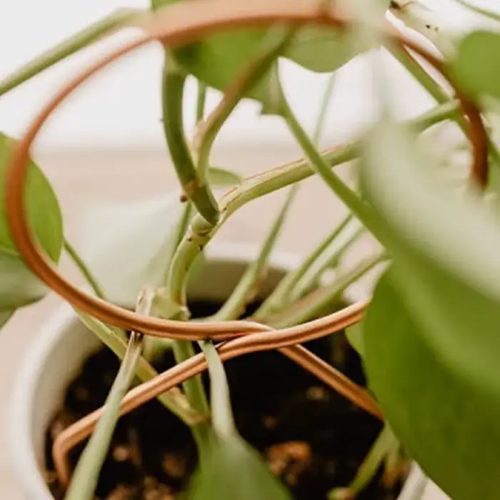 Support d'escalade pour plantes, treillis pour plantes de jardin, Support sur piquet, croissance de 