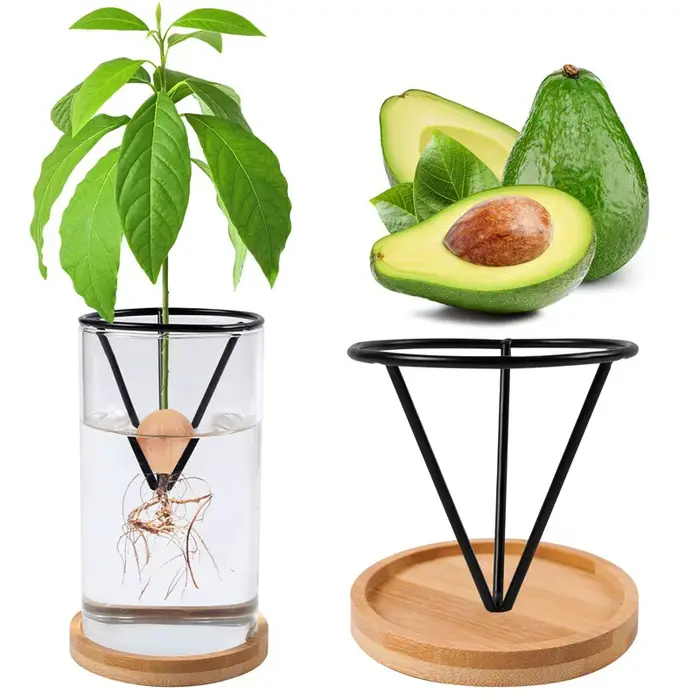 Vase en verre hydroponique avec support triangulaire
