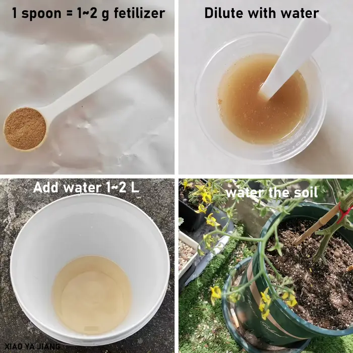 50g Bacillus Licheniformis 100 milliards d'engrais biologique microbien pour l'agriculture organique