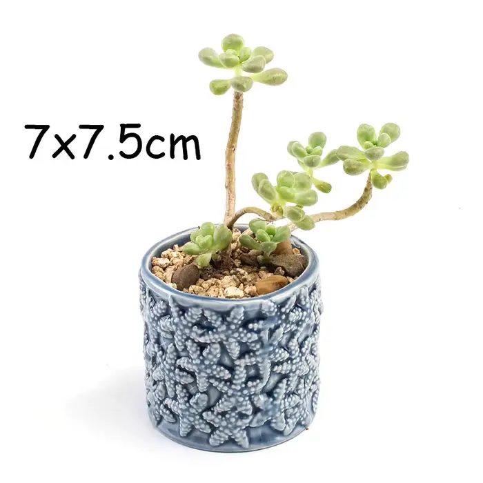 Pot de fleurs charnu mignon de style européen, vase de macetas de poisson bleu Pocelain, mini bonsaï