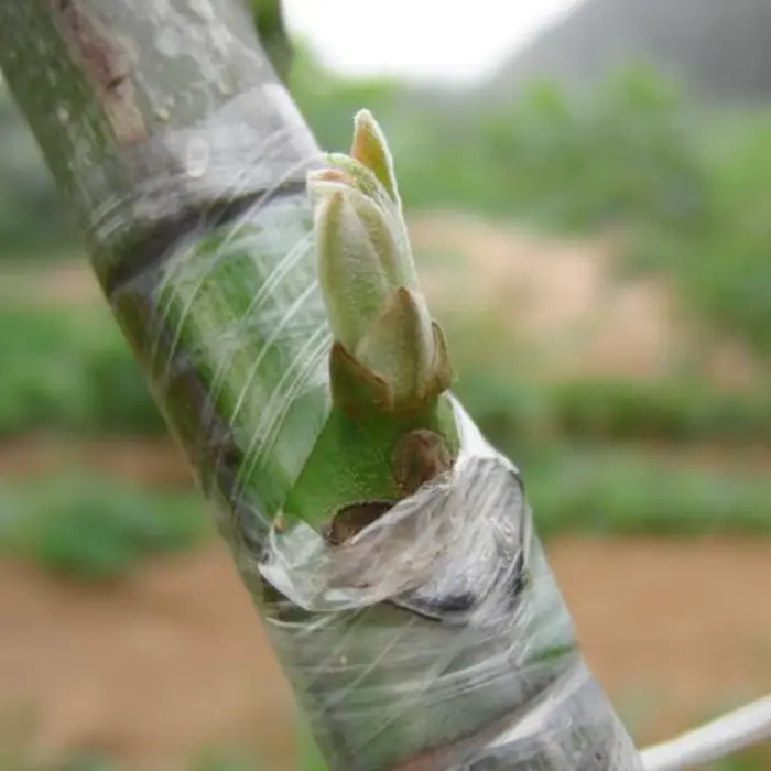 Film à membrane de greffage d'arbres fruitiers, bande de protection des plantes, film auto-adhésif, 