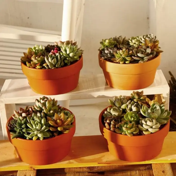 Pots de fleurs en terre cuite 4.5 "x 2.3"
