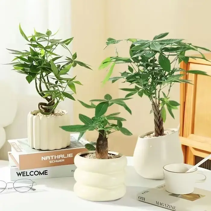 Pot de fleurs en céramique INS pour plantes
