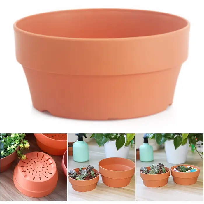 Mini pots de fleurs succulentes