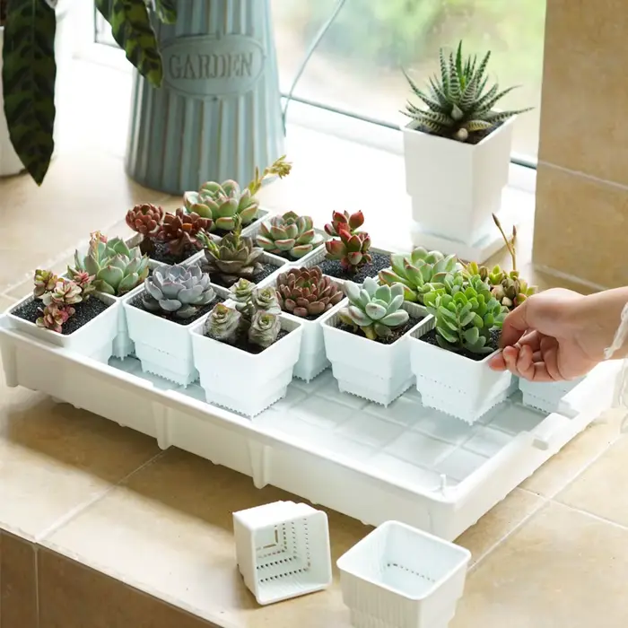 Pots succulents carrés avec bassin en escalier