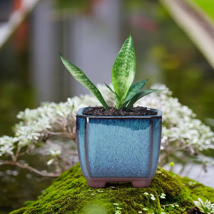 Pot de fleur succulent en céramique avec évent, plantes d'intérieur et d'extérieur faciles à utilise