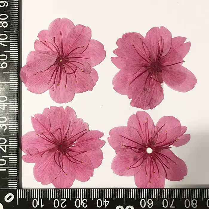50 Pièces de Fleurs de Cerisier Séchées, Spécimens Végétaux Naturels, Matériaux Faits Main, Fleurs P