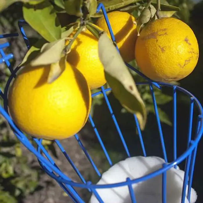 Machine de cueillette de fruits, dispositif de cueillette de fruits, pratique et pratique, outil de 