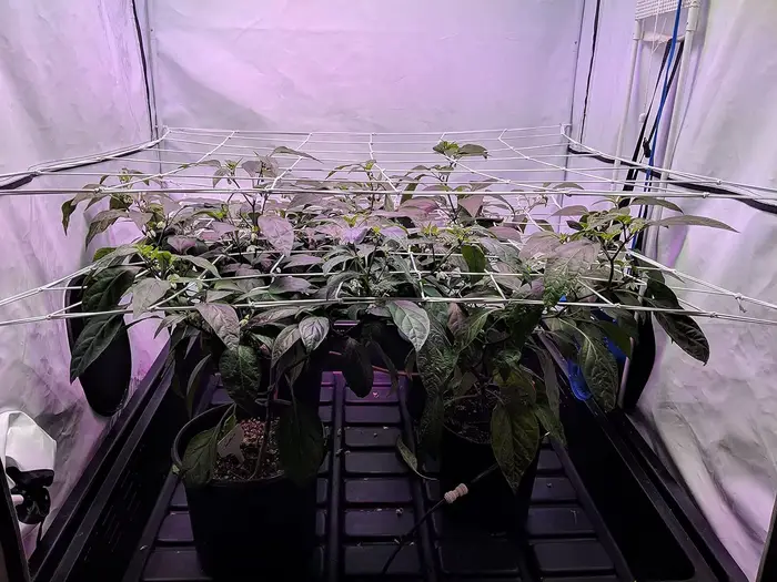 Filet en treillis pour tente de culture, support de plante, élastique, ScrOG, LST, HST, boîte de cul
