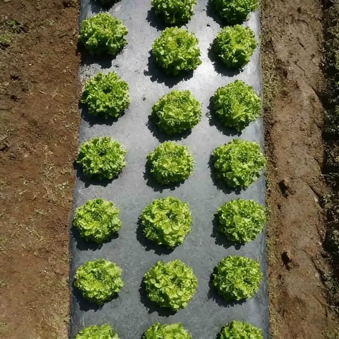 Toile de paillage perforée respirante pour jardin et agriculture