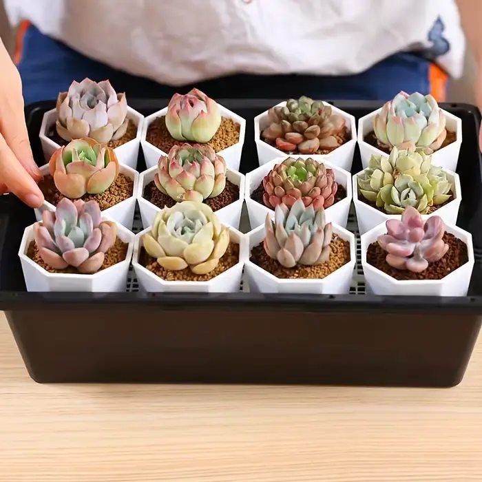 2/4//10 pièces de Pots de fleurs octogonaux blancs sont très adaptés aux cactus succulents et à la c