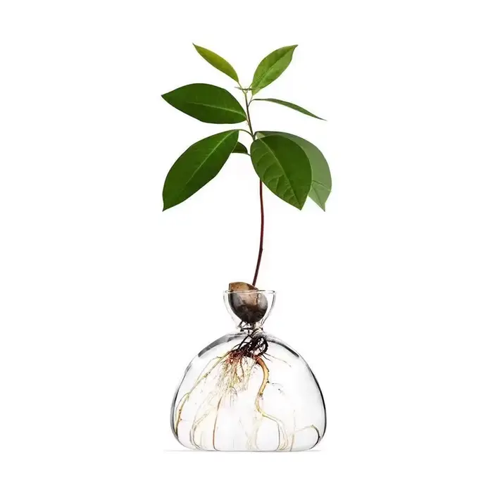 Kit de culture d'arbre d'avocat
