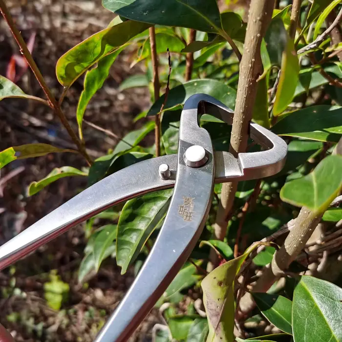 Outil d'élagage de bonsaï, coupe-racine en acier inoxydable de haute dureté, cisaille les Branches, coupe les Branches, pince de jardinage de fleurs