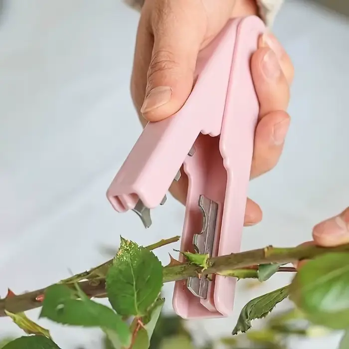 Dissolvant d'épine de Rose