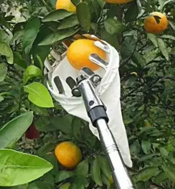 Outil de cueillette de fruits de jardin avec long manche télescopique pour citrons, pommes, poires,