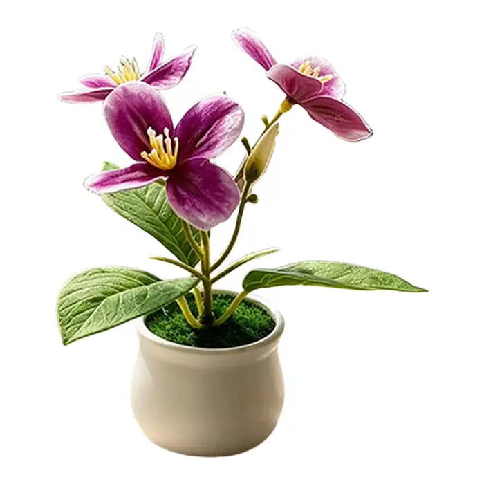 Plante d'orchidée compacte en pot pour usage intérieur et extérieur