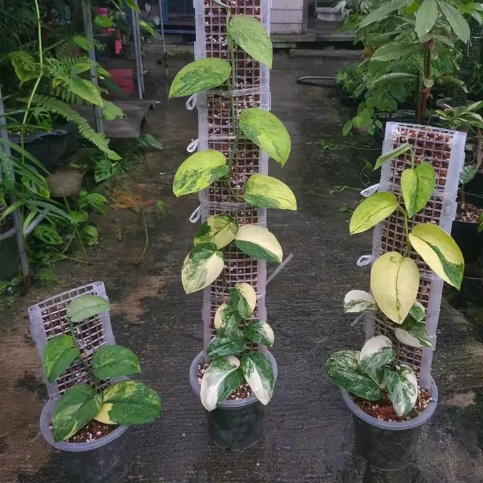 Poteau de mousse en plastique pour plantes, support de poteau creux pour plantes d'intérieur et d'ex